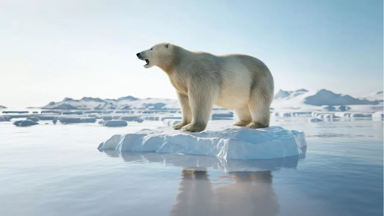 Neue Studie liefert Antwort - Klimawandel – Werden die Eisbären wirklich aussterben?