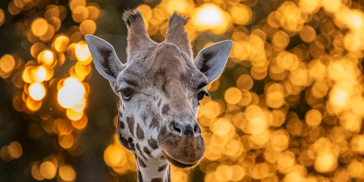 Una Settimana di Fotografie di Animali