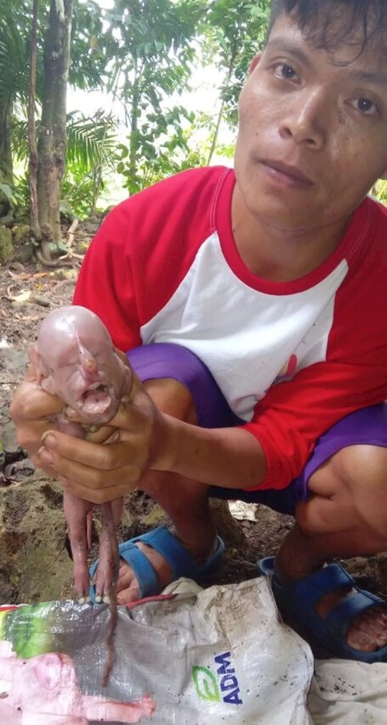 Leitão com 'Rosto Humano' Nasce nas Filipinas