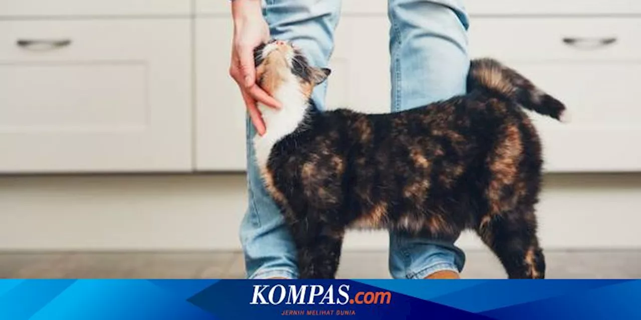 Rahasia di Balik Gerakan Ekor Kucing