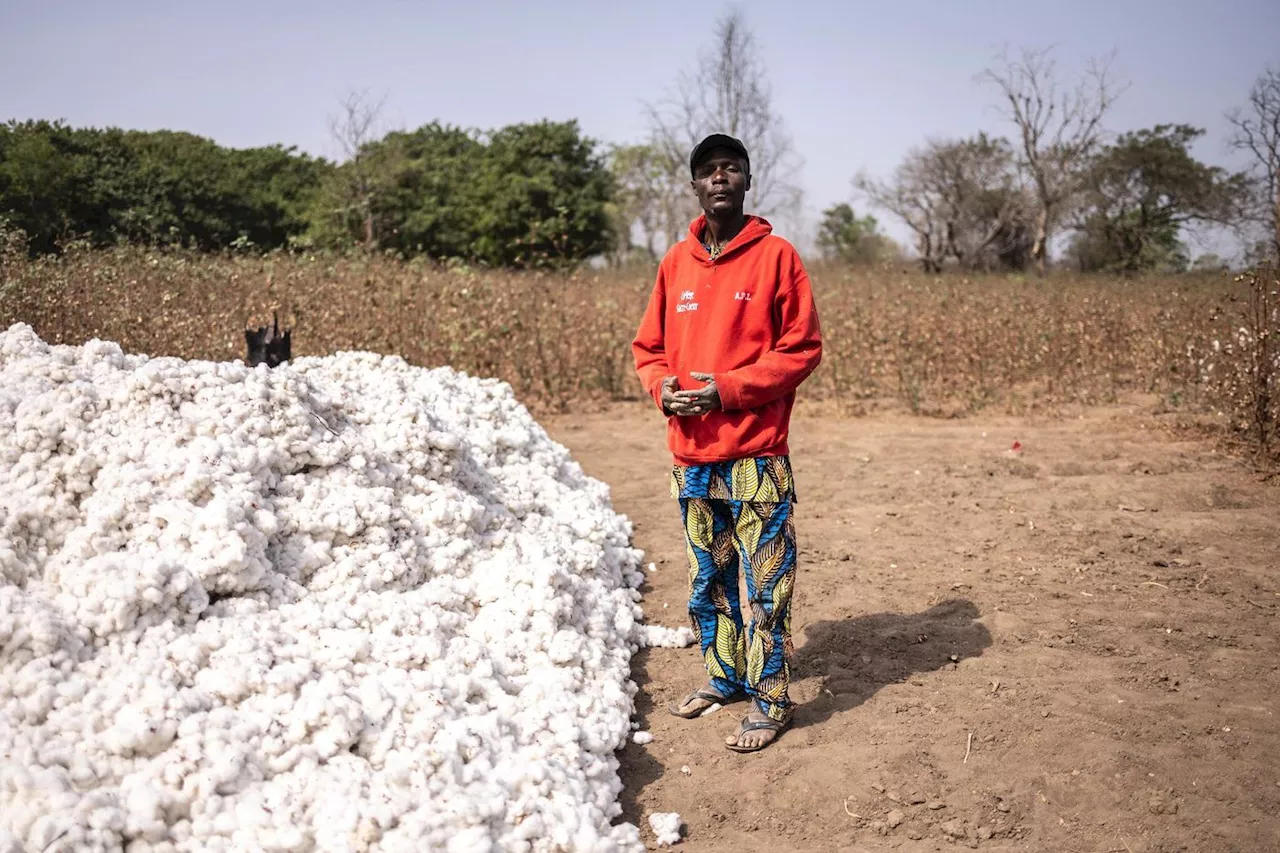 De l’or blanc aux t-shirts: l’ambitieuse transformation du coton béninois