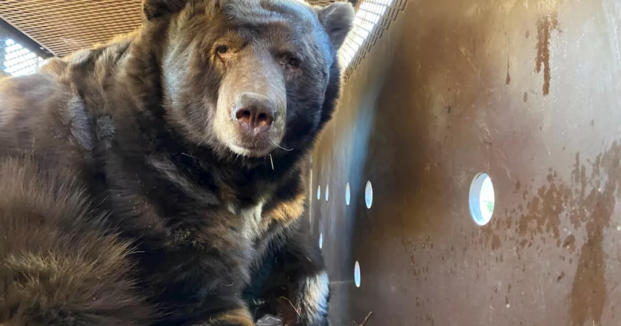 Large black bear lured out from under Altadena home with rotisserie chicken, peanut butter, other treats