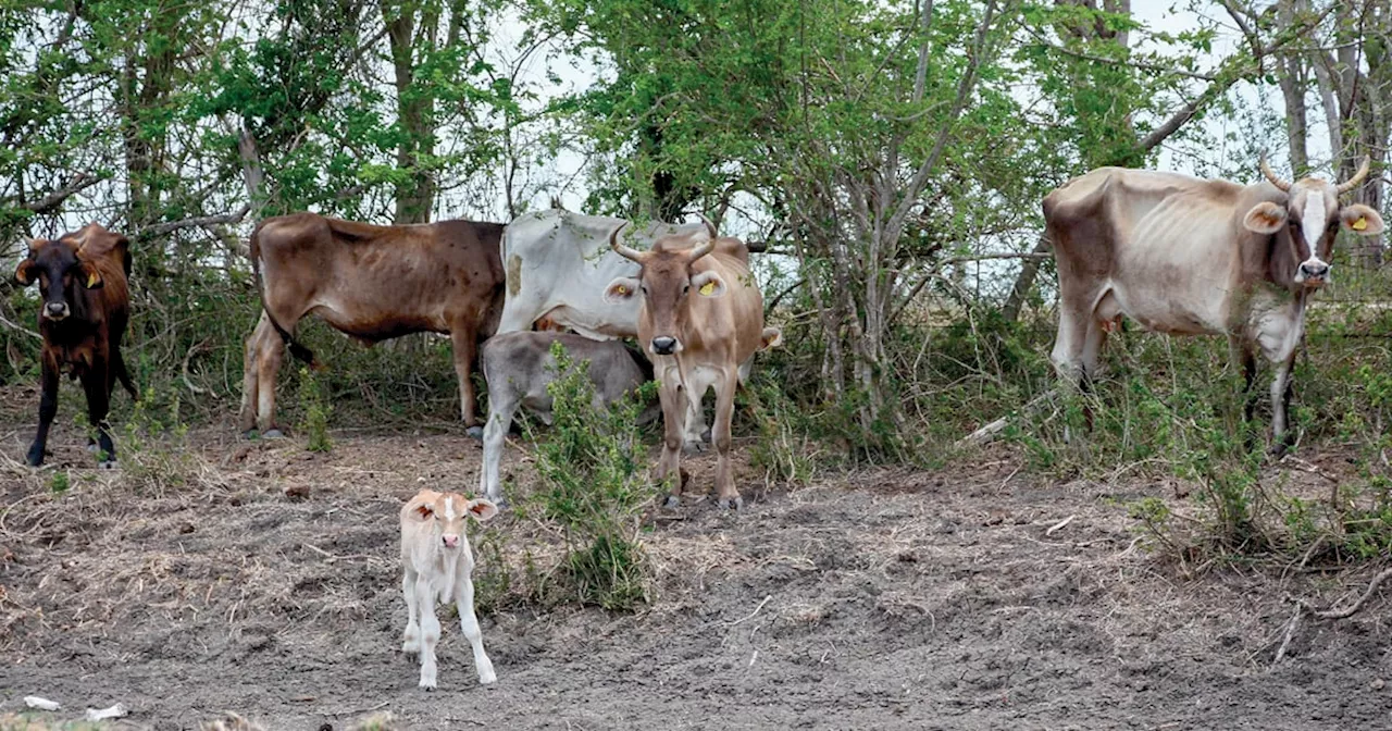 La infestación por gusano barrenador causa pérdidas millonarias a ganaderos mexicanos