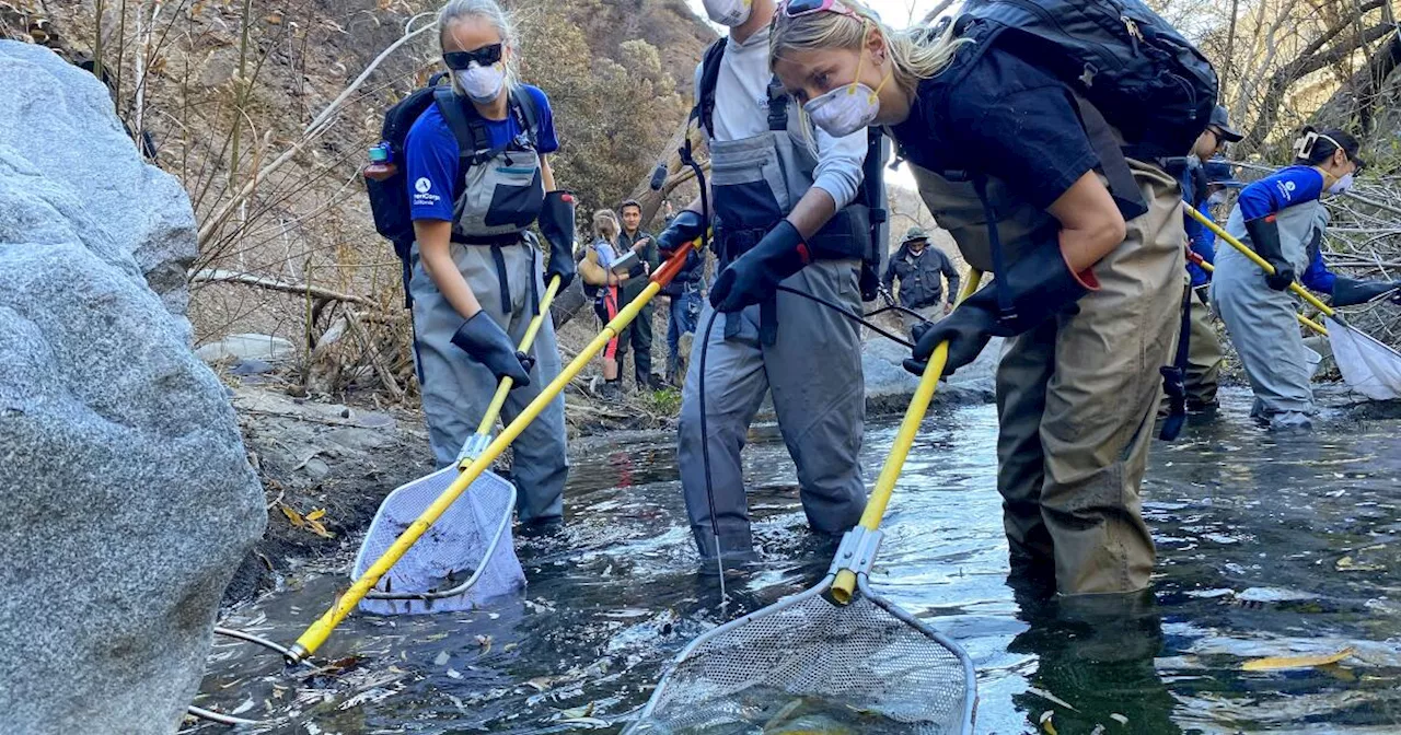 Desperate Rescue: Biologists Save Endangered Steelhead Trout From Devastating Fire