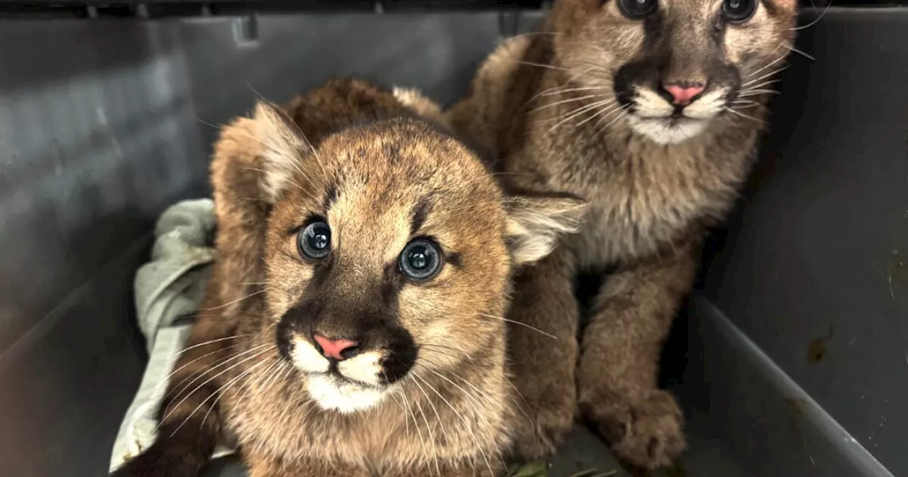 Mountain Lion Cubs Found Wandering in California Neighborhood