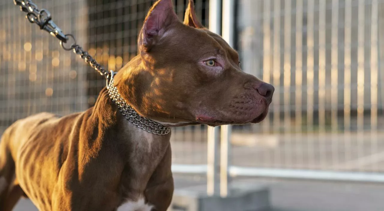 Azzannato dai suoi pitbull mentre dorme, il veterinario: «Non è una razza facile da gestire, ci vuole polso. O