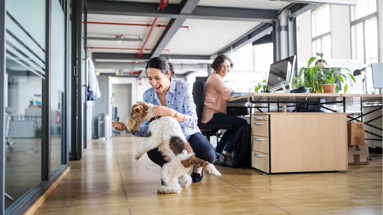 Animaux de compagnie au travail : maître ou collègue, racontez-nous vos meilleures et vos pires histoires