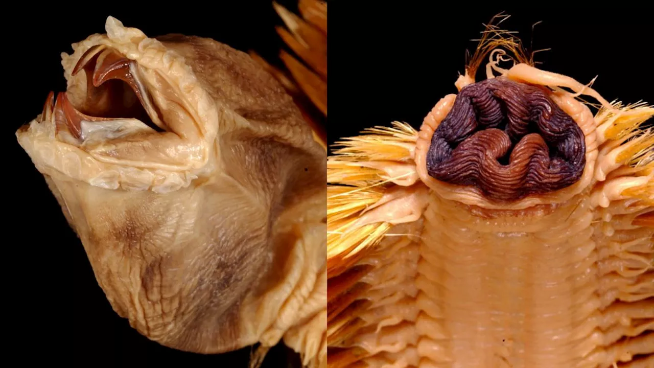 Golden Antarctic Scale Worms Have a Horrifying Secret