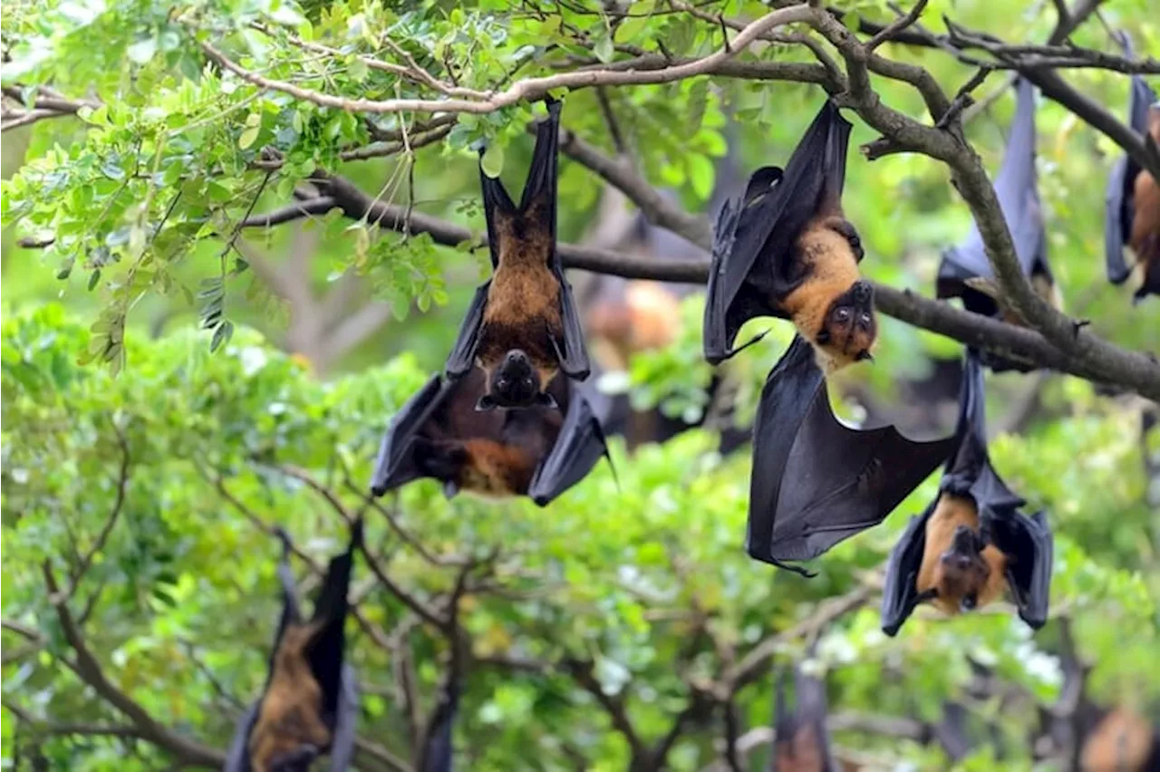 Mengapa Kelelawar Tidur Terbalik Inilah Alasan Evolusi di Balik Perilaku Unik Mereka