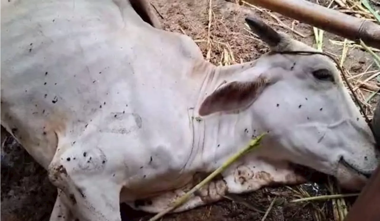 Puluhan Sapi Ditemukan Mati Akibat Dicampuri Racun di Kebumen