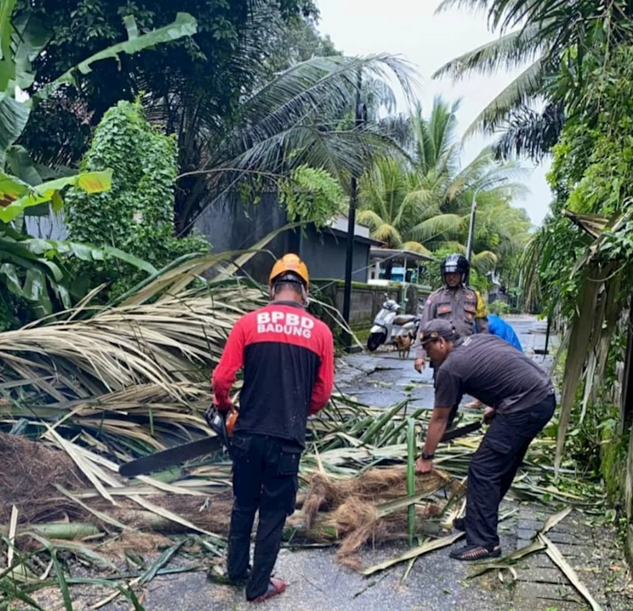 Tiga Pohon Tumbang Akibat Hujan Disertai Angin Kencang di Badung, Timpa Mobil dan Garasi