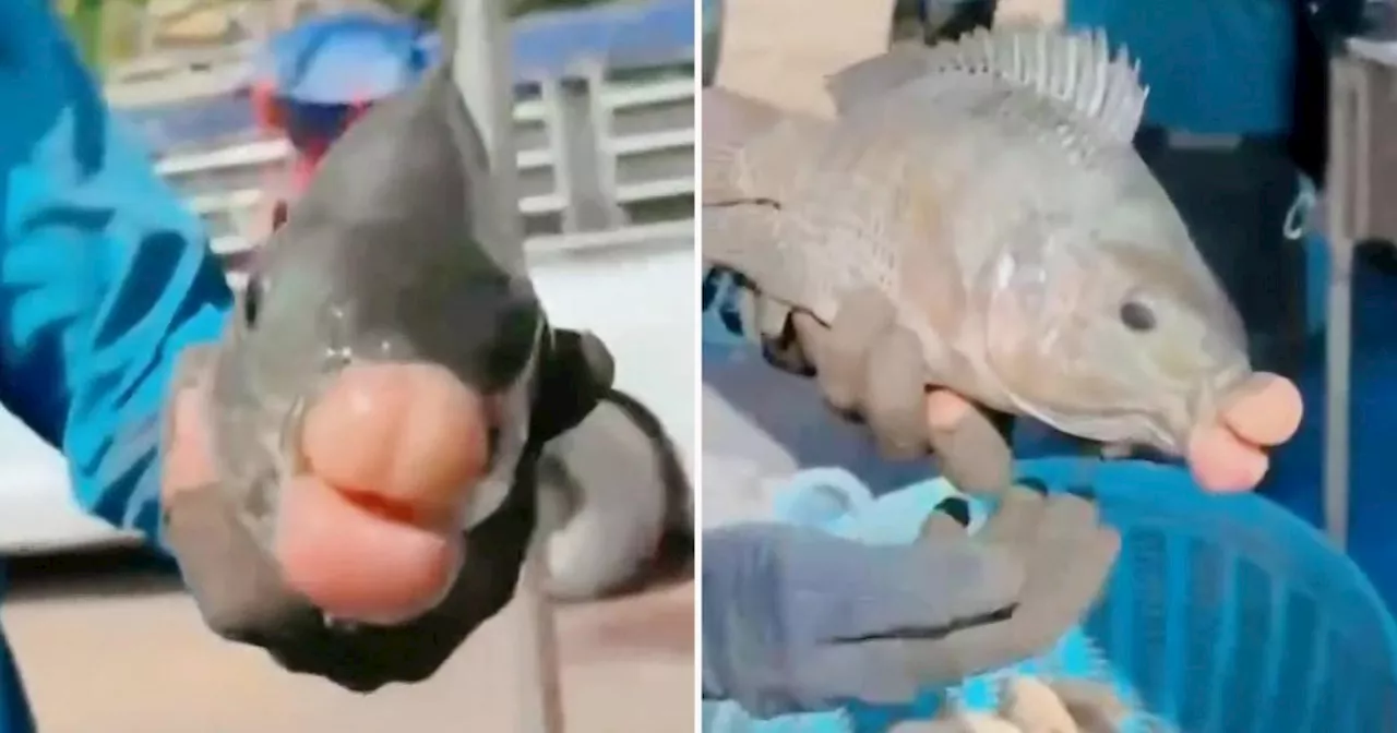 Fish with 'Mazda Lips' Baffles Thai Anglers