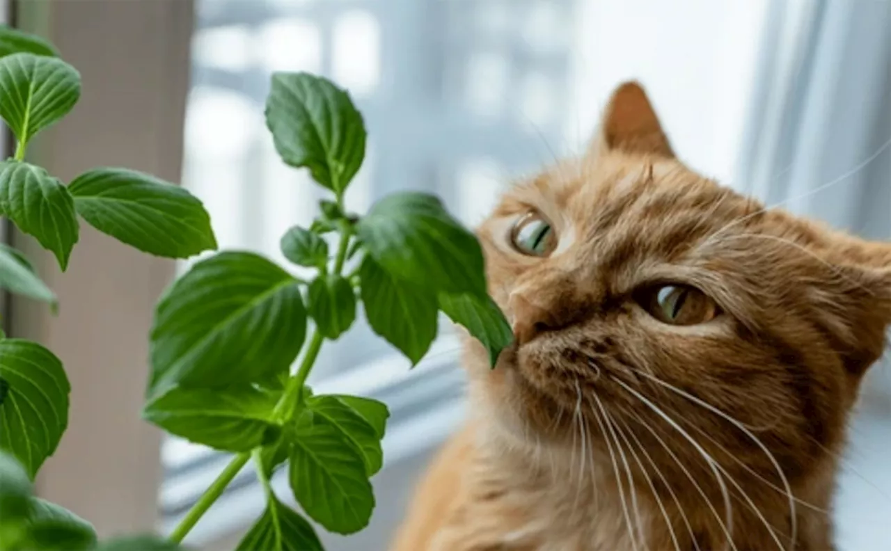 Is Basil Safe for Cats?
