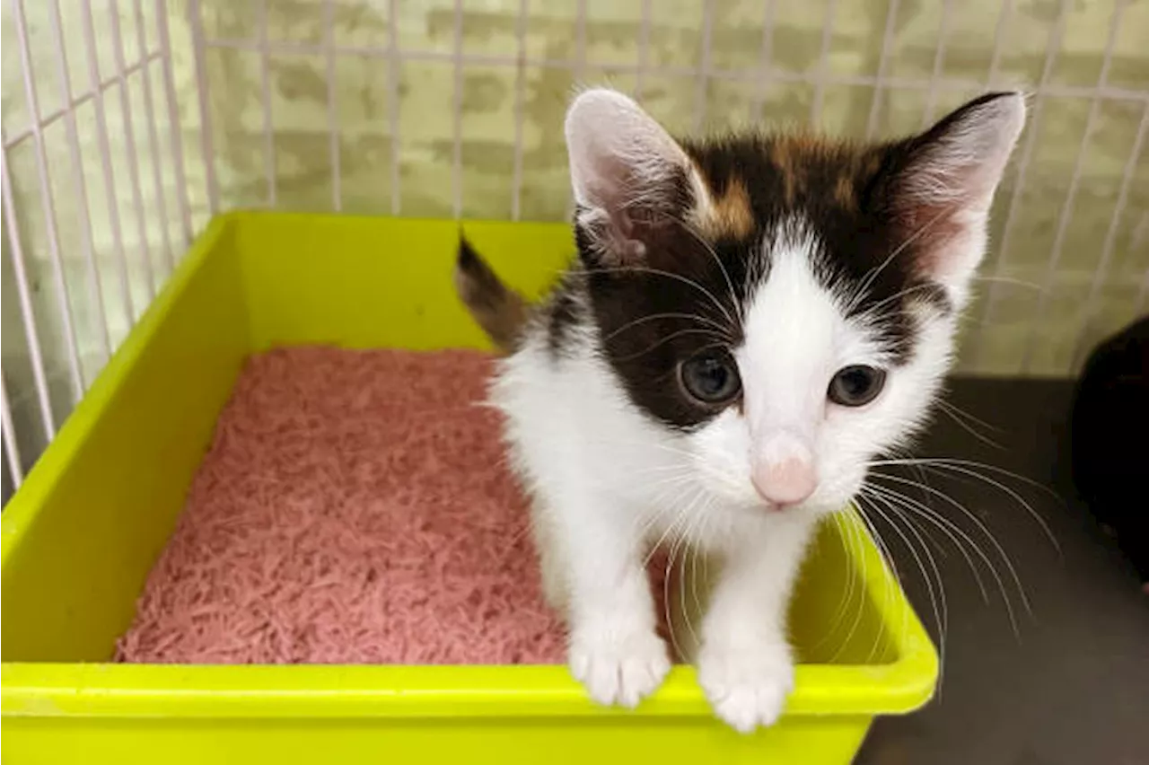 Understanding diarrhea in cats