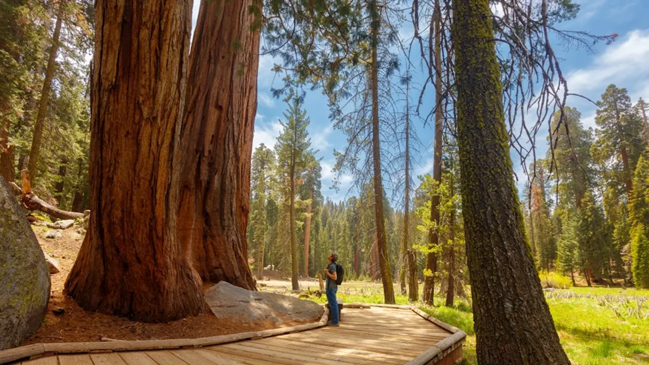 Explore the Giant Sequoias of Sequoia & Kings Canyon National Parks from Visalia