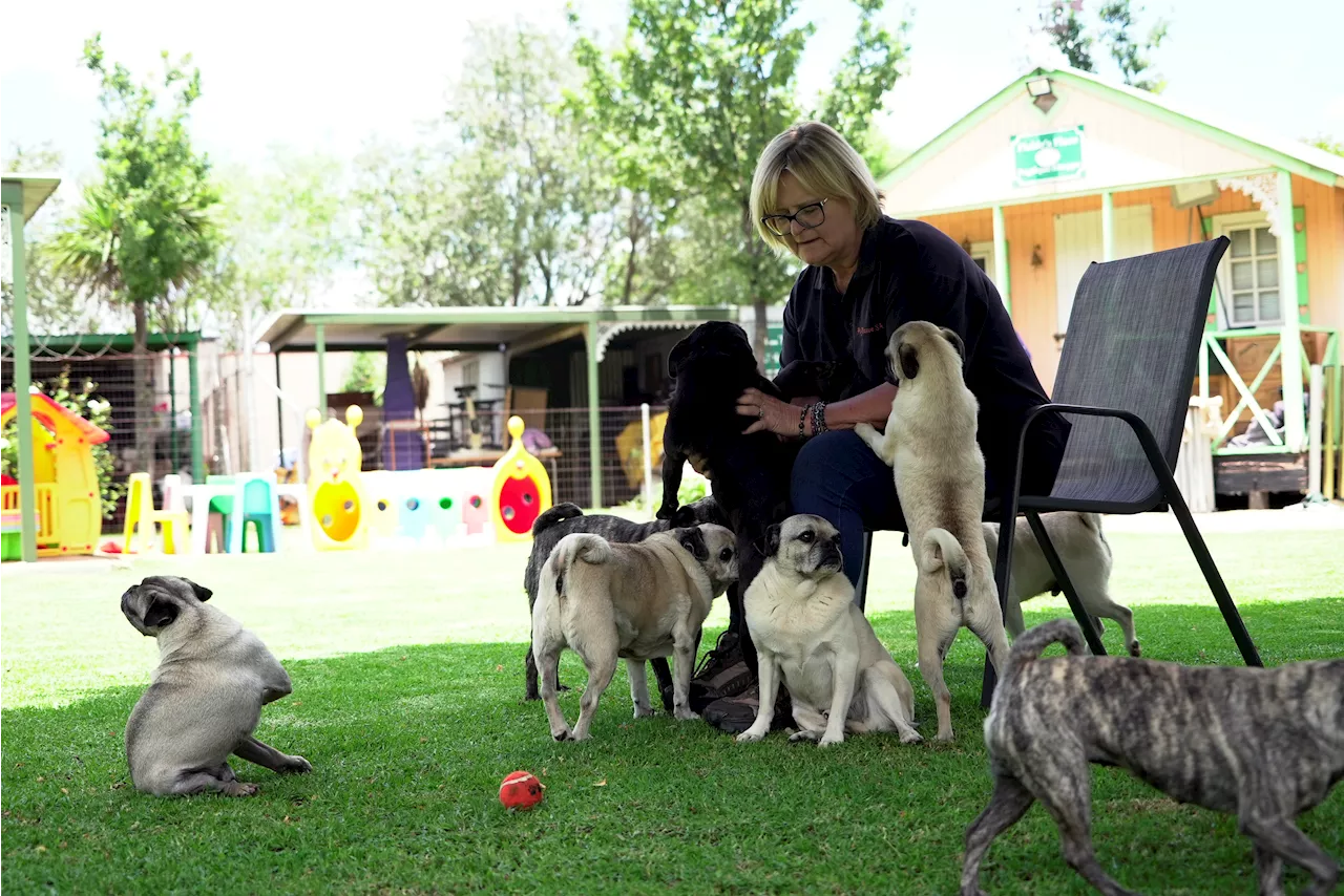 Pug Rescue Center in South Africa Provides Sanctuary for Over 2,500 Pugs