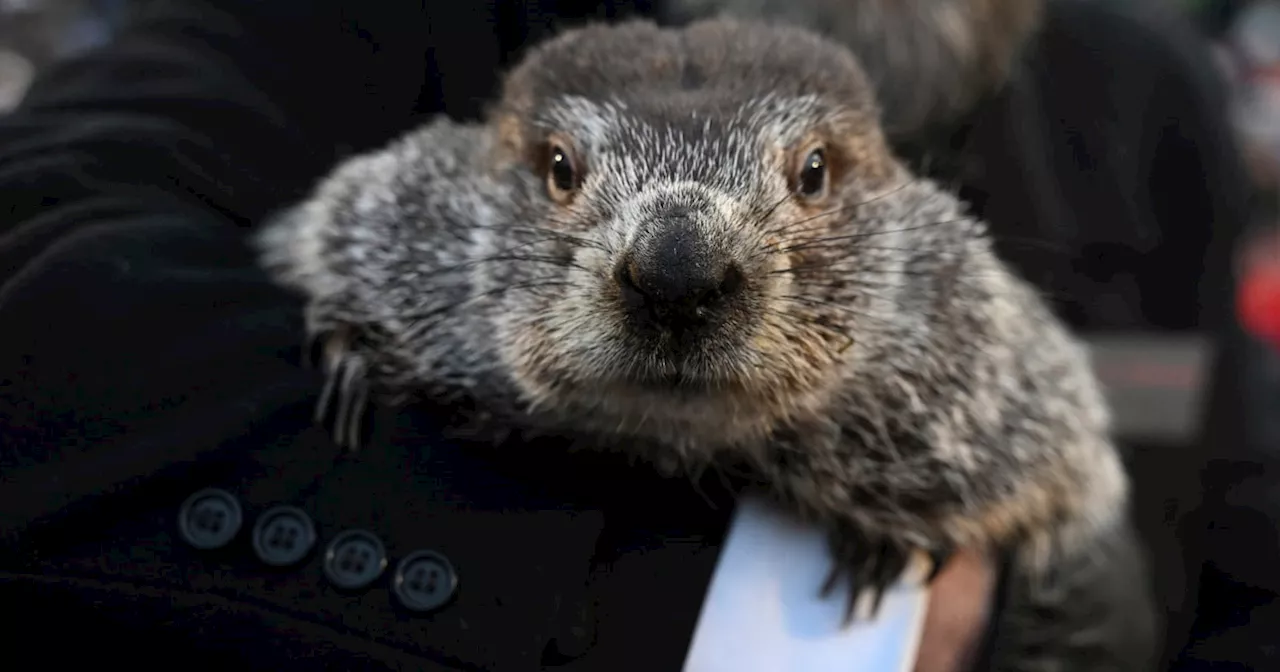 Groundhog Phil's Weather Predictions Ranked Among Worst