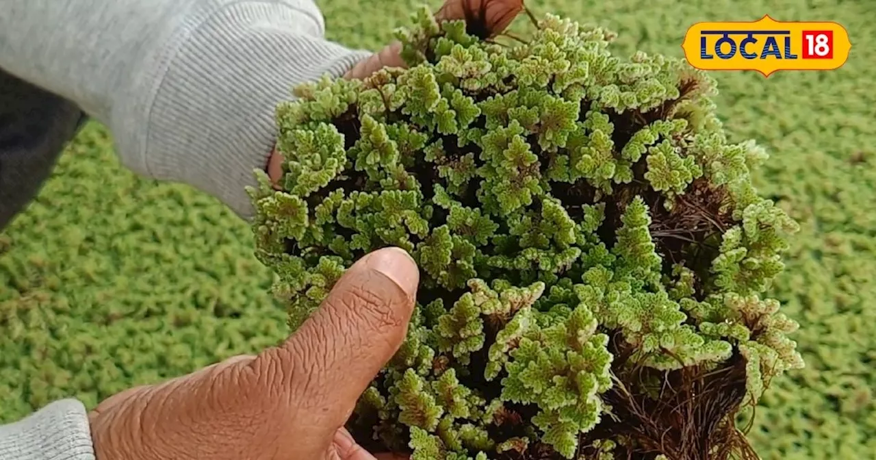 भूसा-बरसीम के साथ खिलाएं ये हरा चारा, दुधारू पशुओं का बढाएगा दूध उत्पादन, मछलियों-मुर्गियों के लिए भी फायदे...