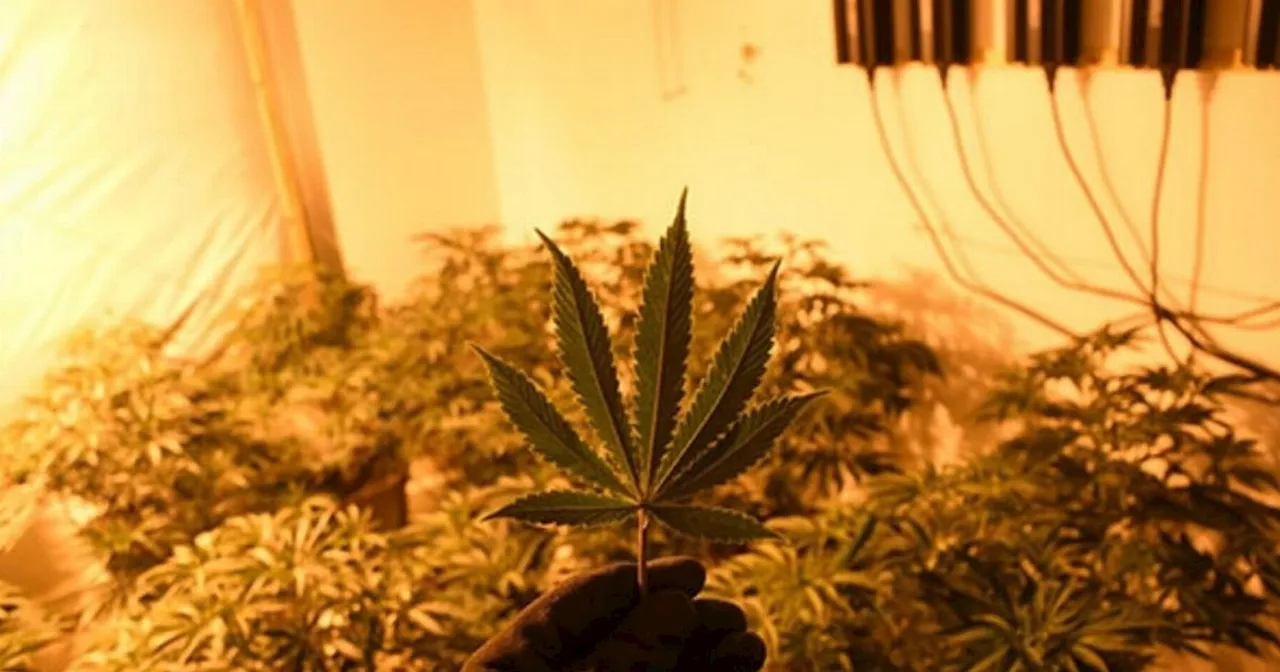 Massive Cannabis Farm Found in Nottinghamshire Home