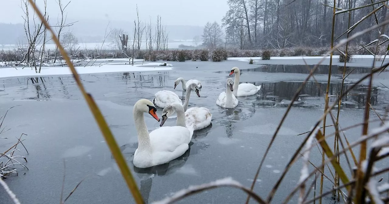 Wasservögel im Winter schützen: Abstand halten und nicht füttern