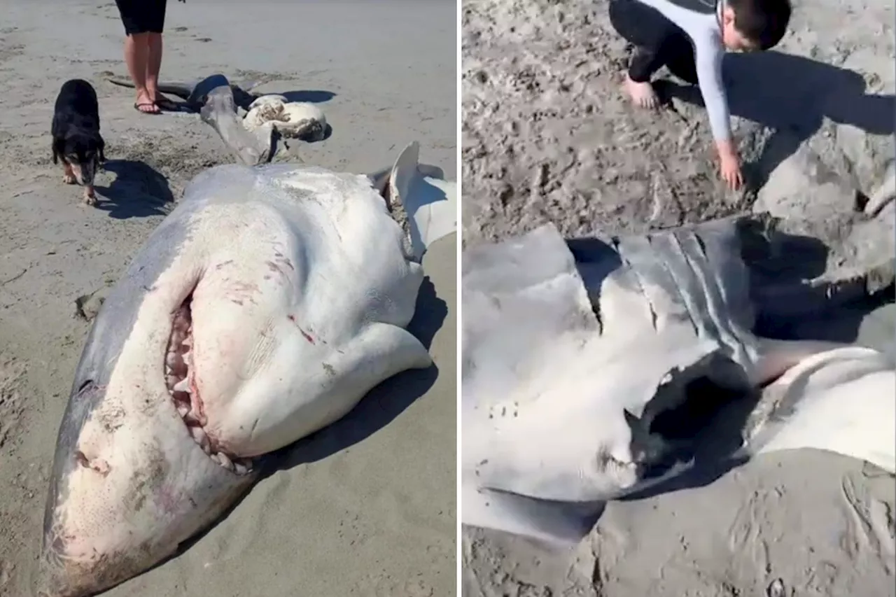 DNA testing reveals killers of massive great white shark found mangled on beach