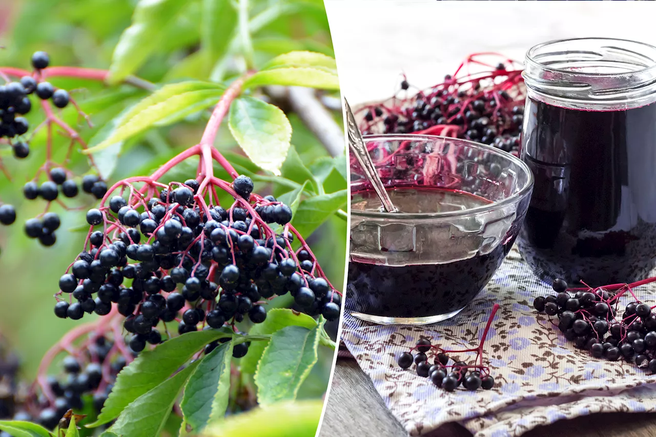 Elderberry is touted as a natural cure for colds — does it really work?