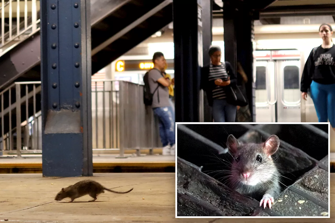 Global Rat Infestation Surge Blamed on Warming Temperatures and Urbanization