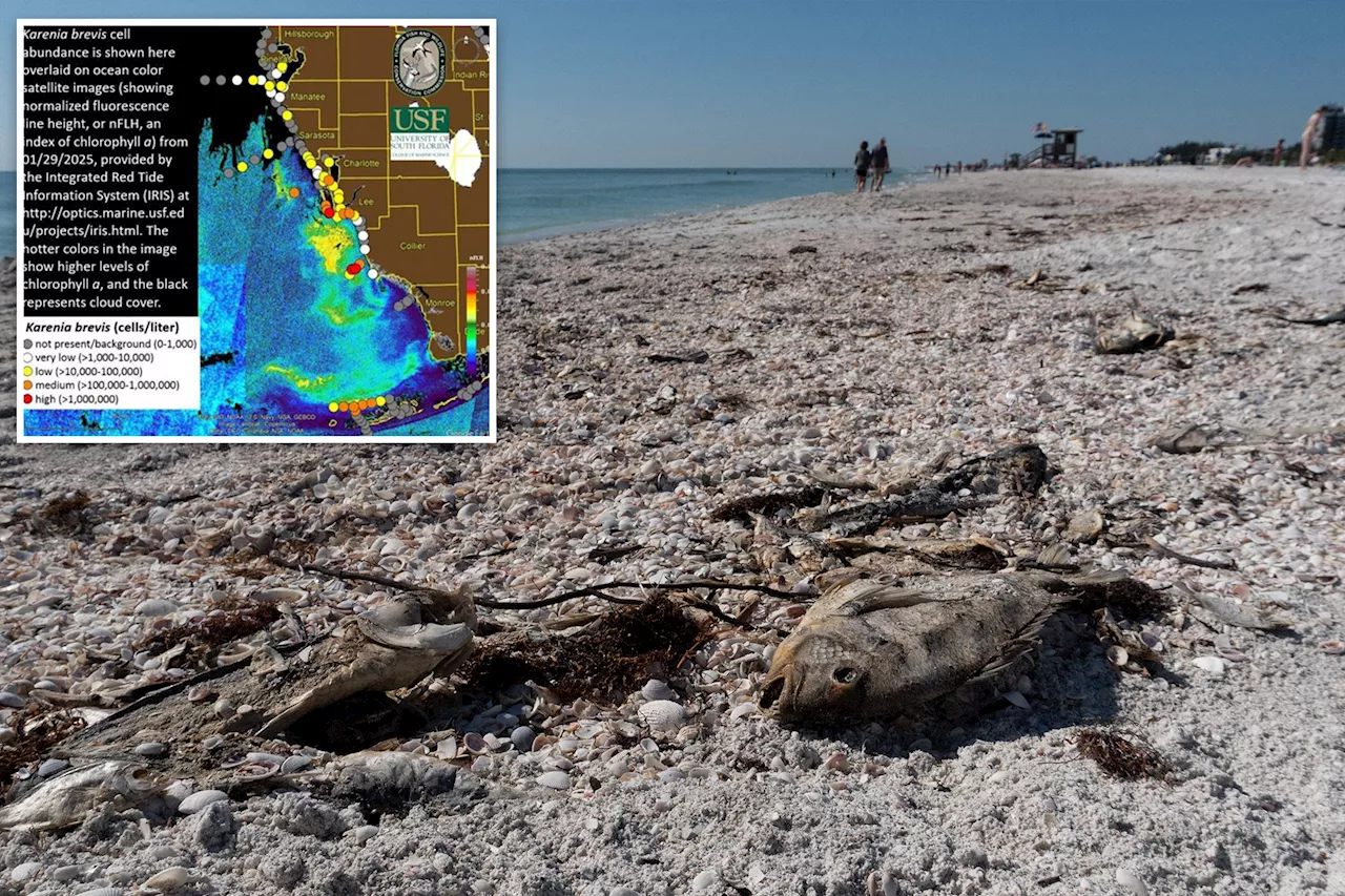 Red Tide Blooms in Florida Gulf Coast Raise Health Concerns