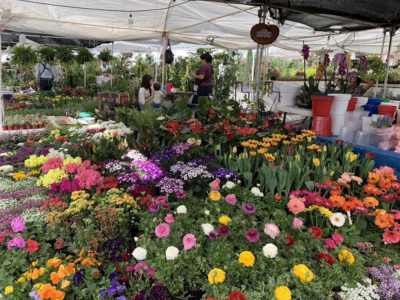 Feria de la Candelaria 2025: Un encuentro de plantas, cultura y tradición en San Miguel de Allende