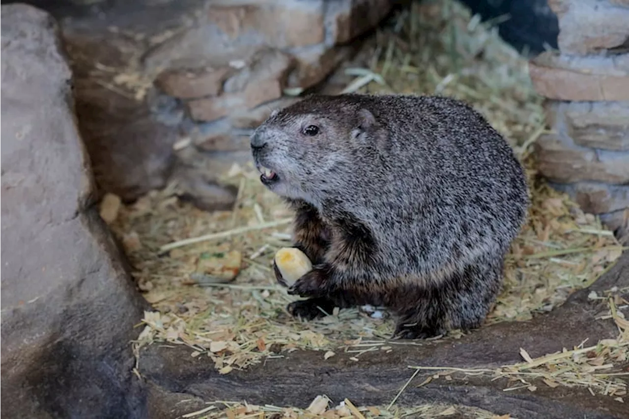 Shapiro Rejects PETA's Offer to Replace Groundhog Day with Vegan Cake