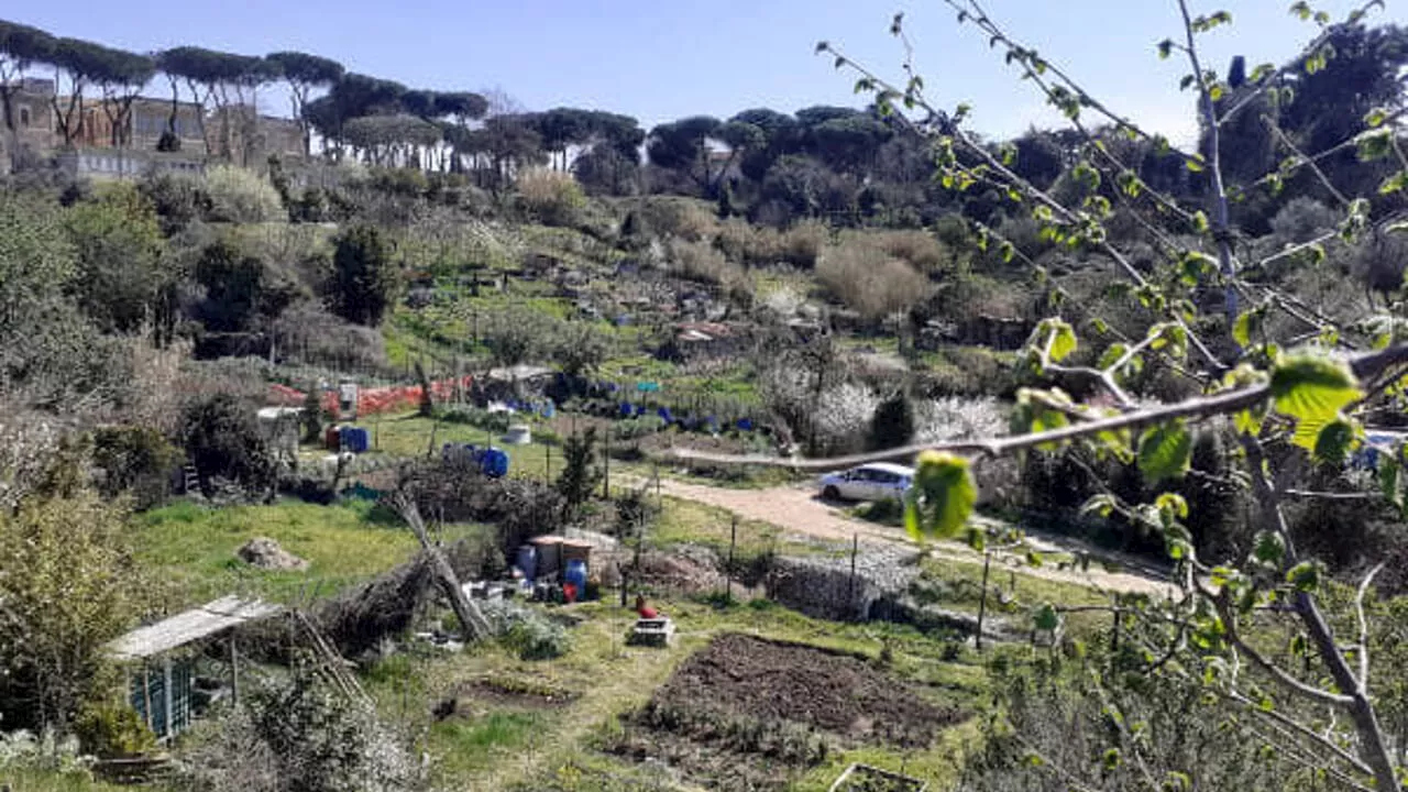 Contadini capitolini, il Campidoglio rilancia: “A Roma il più grande orto urbano d’Europa”