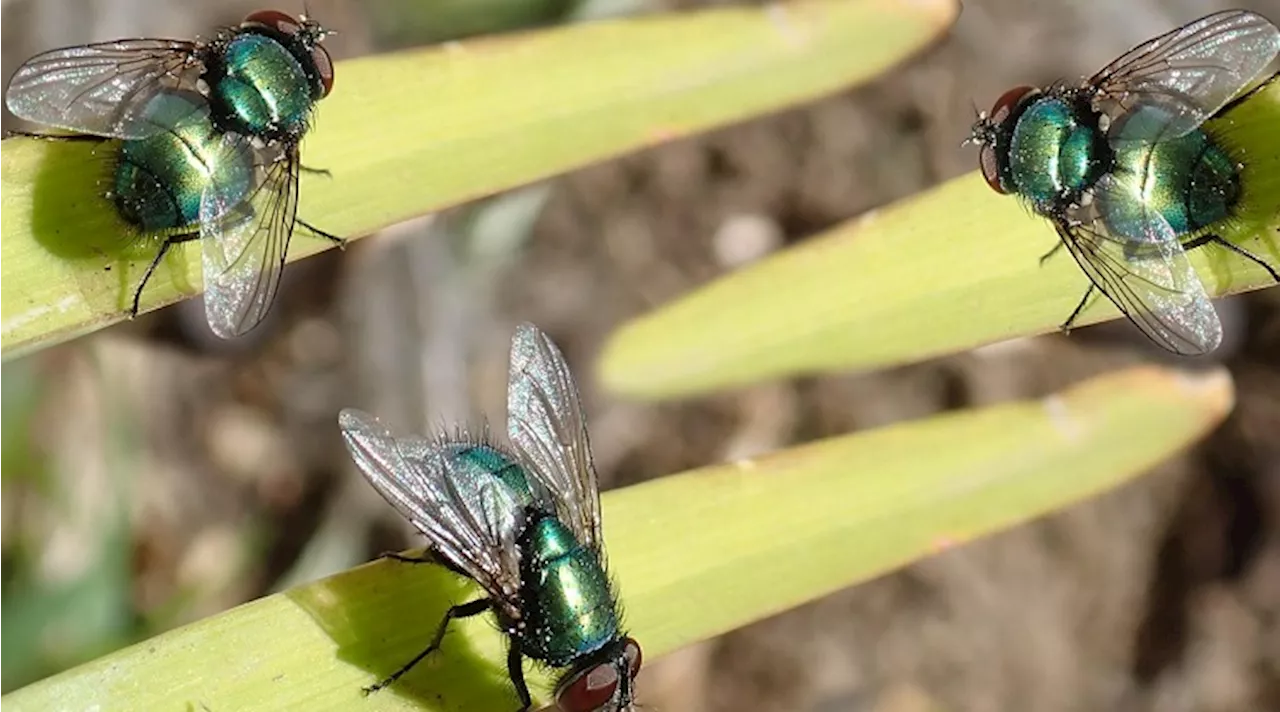 Hot Weather Fuels Fly Infestation in Gauteng