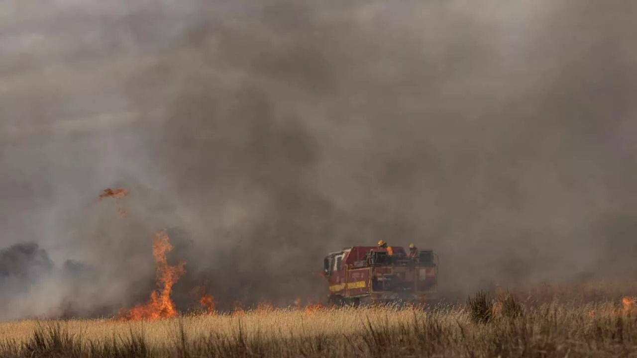 The devastating effects of bushfires on Australian wildlife