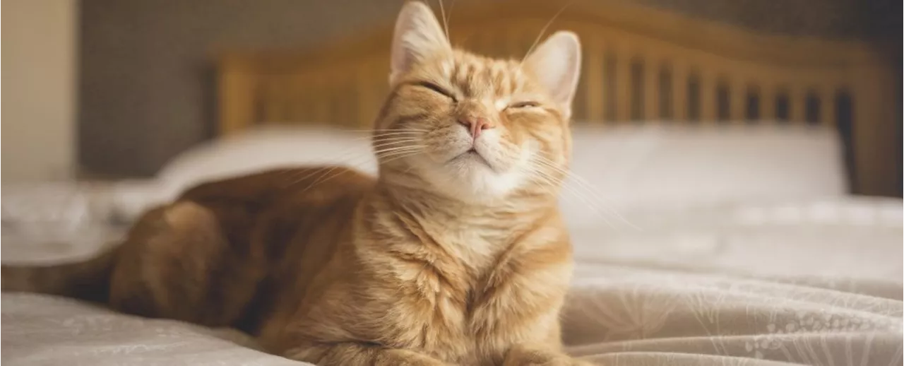 Cats Respond to Slow Blinking: A Simple Way to Bond with Your Feline Friend