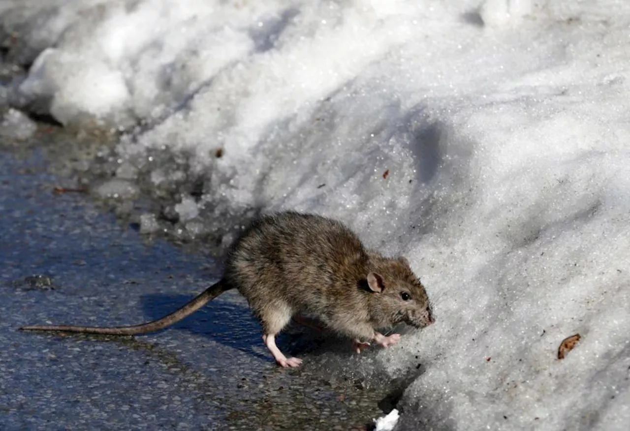 Rat Infestations Surge in Cities, Study Blames Climate Change