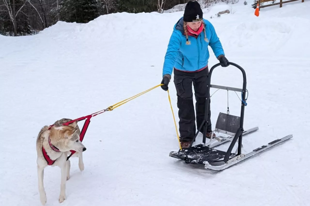 Skijoring: A Fun Winter Activity for You and Your Dog