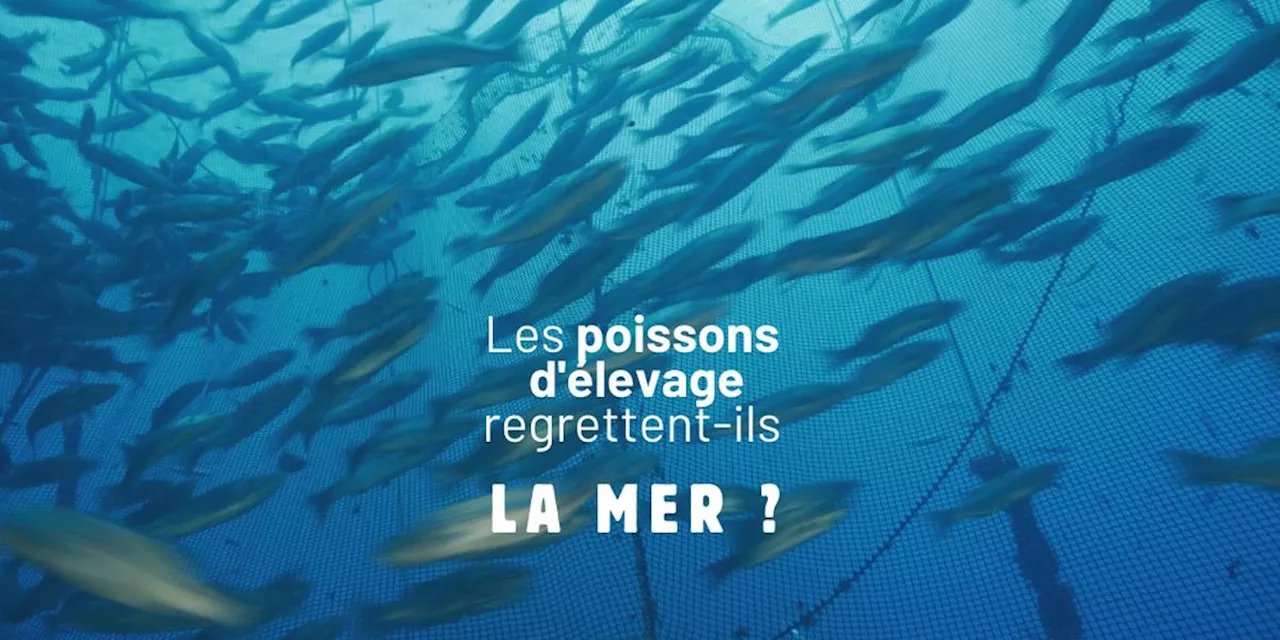 VIDEO. « Les poissons d’élevage regrettent-ils la mer ? », dans les coulisses de l’aquaculture, découvrez notre documentaire