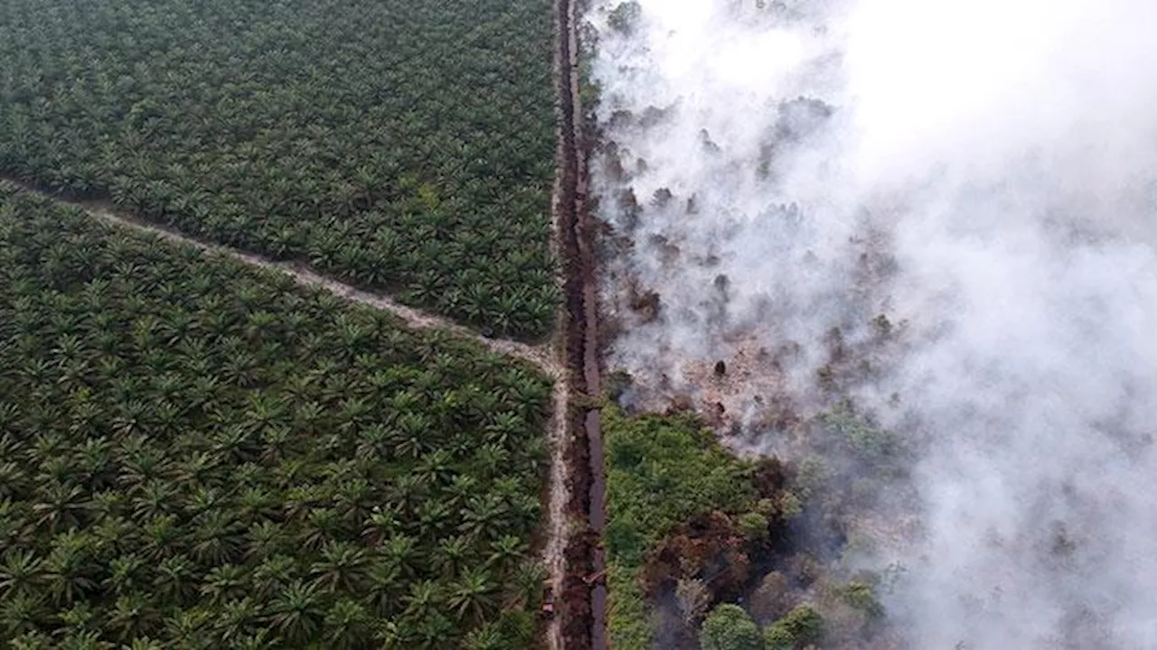 Peringatan Hari Lahan Basah Sedunia, Ekosistem Gambut Jadi 'Lahan Basah' Sebagian Kecil Golongan