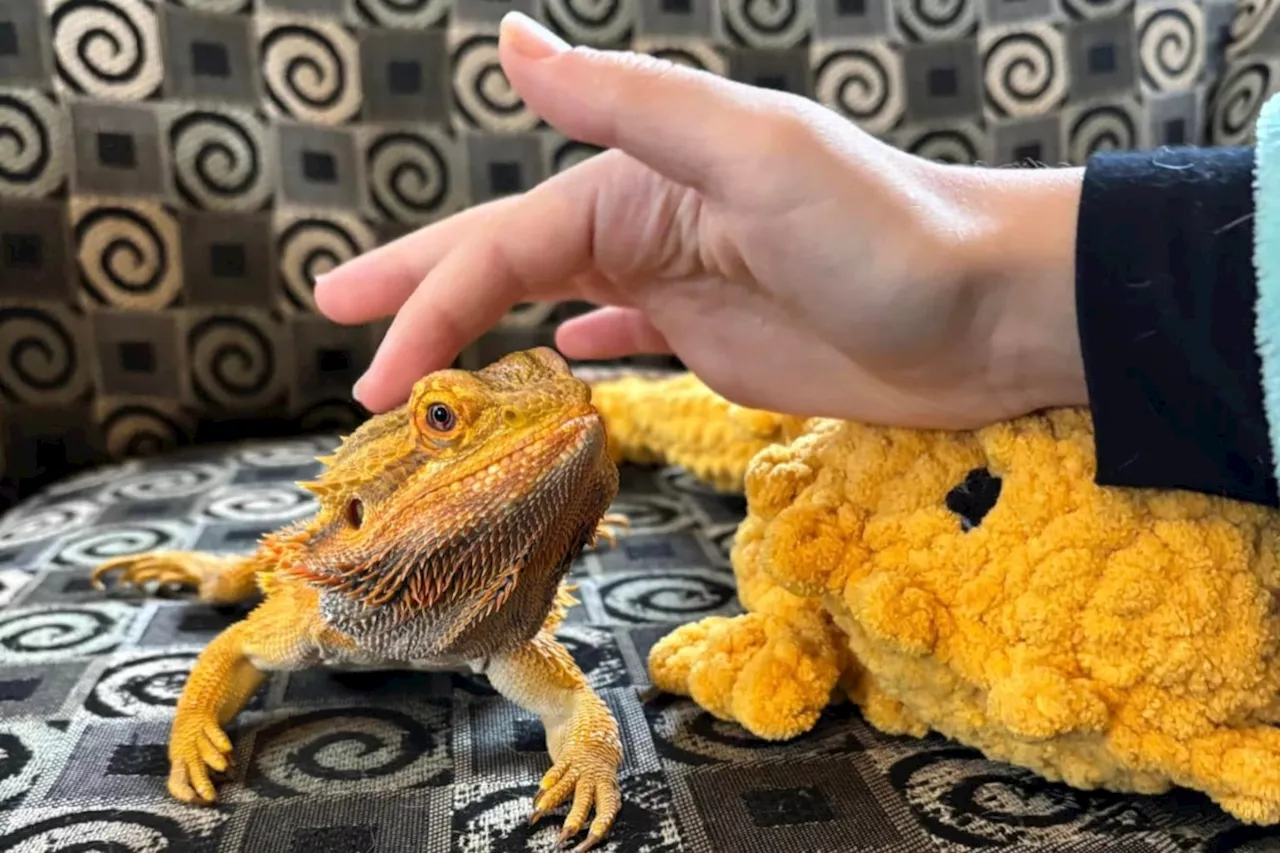 From Sick to Social Butterfly: Bearded Dragon Puff Seeks Forever Home