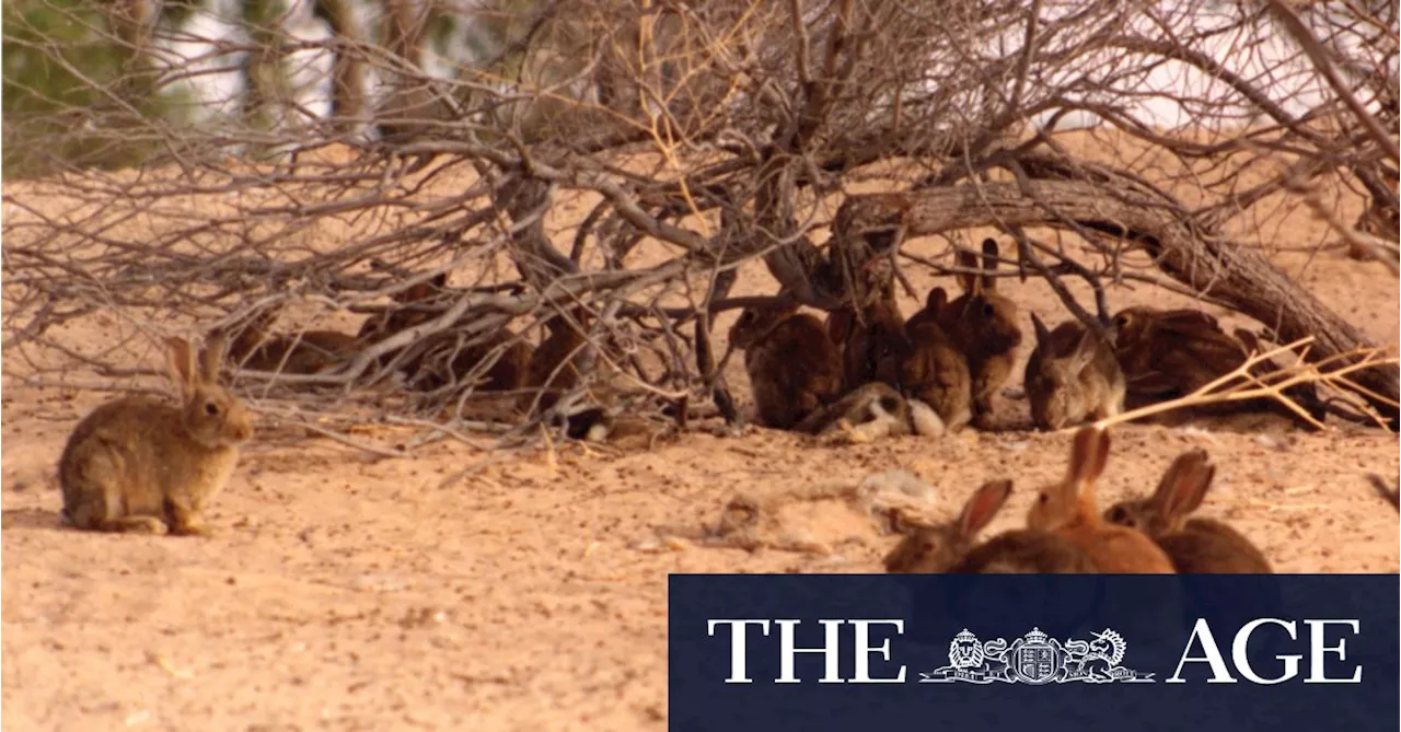 Australia Faces Rabbit Plague as Funding for Killer Virus Dries Up