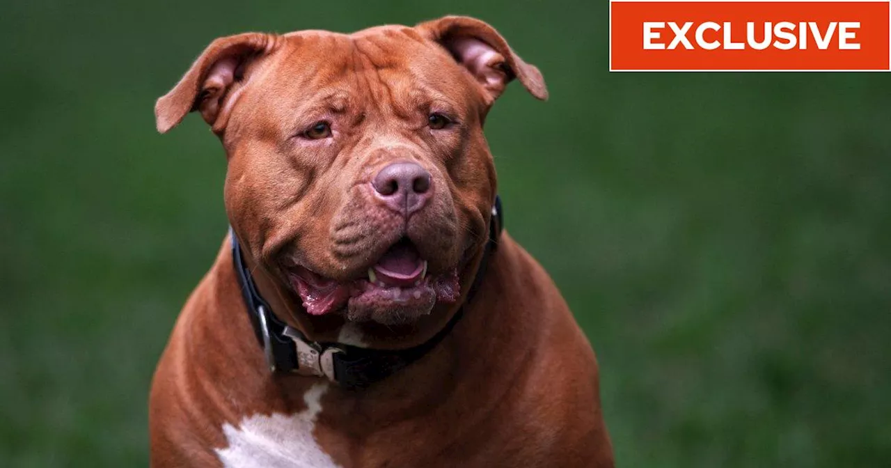 XL Bully Ban: Police Forces 'Swamped', Kennel Costs Soar