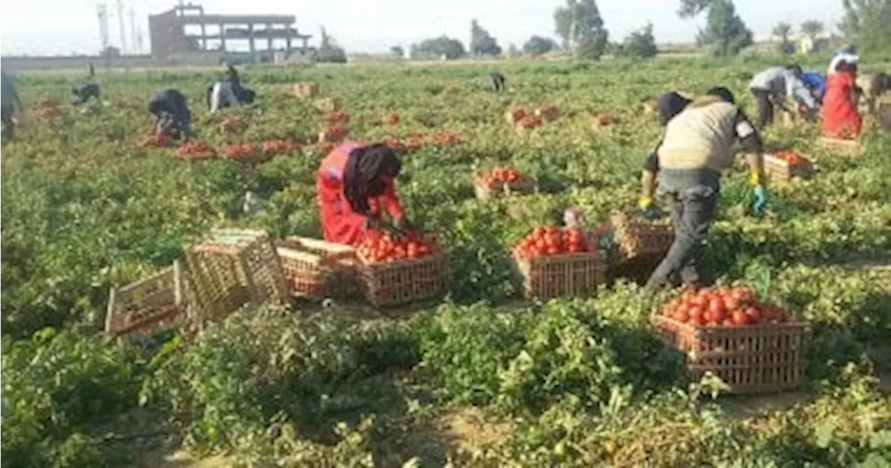 دودة اللوز الأمريكية أبرز الآفات الحشرية إصابة للطماطم.. اعرف كيفية مكافحتها