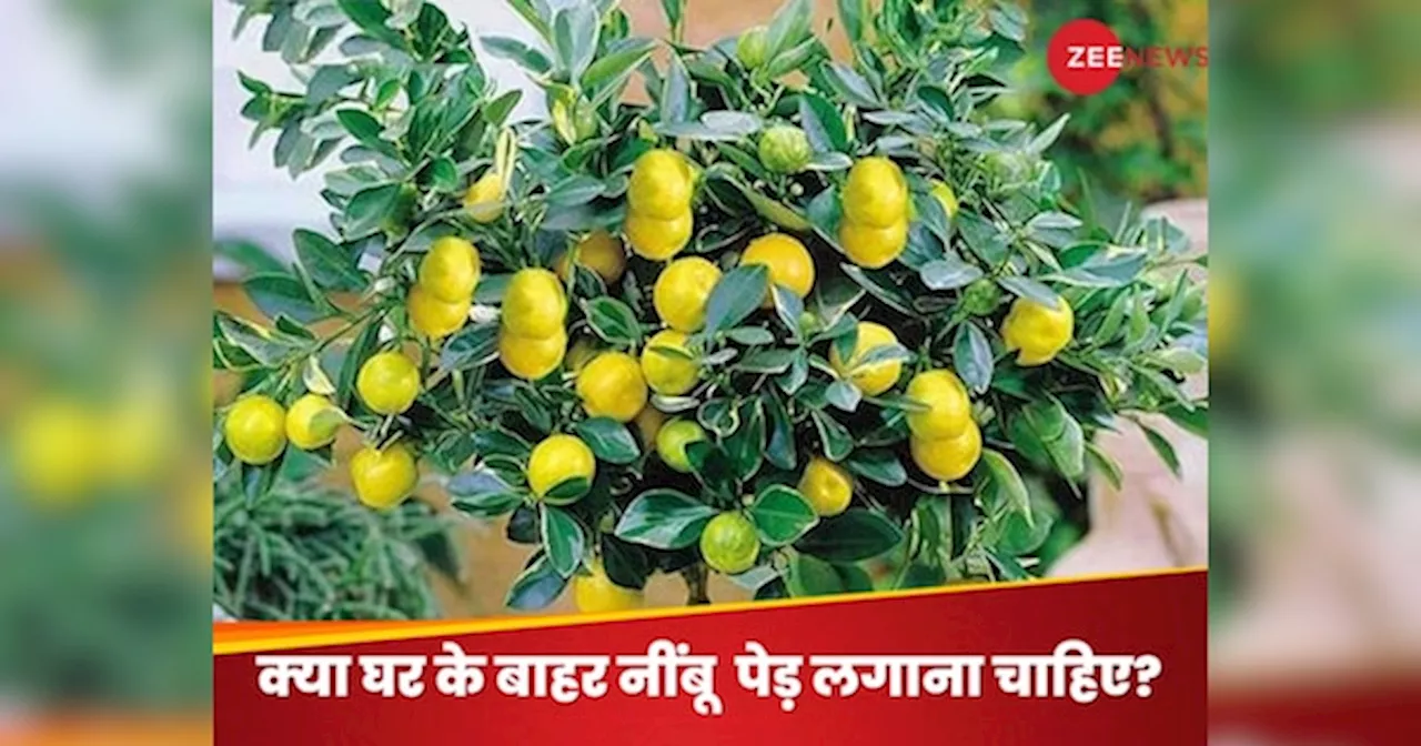 Plant Vastu Tips: घर के बाहर नींबू का पेड़ लगाना शुभ होता है या अशुभ? आपके भाग्य से जुड़ा है रहस्य