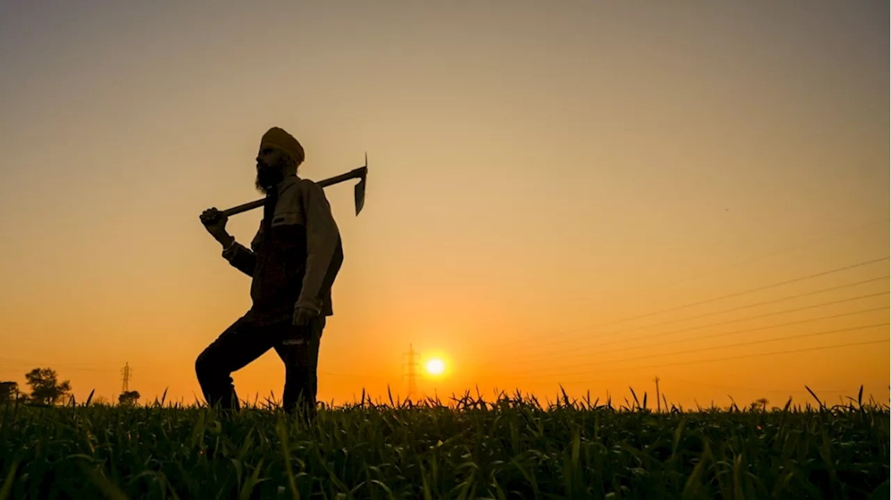 Weather Effect: दिल्ली-पंजाब से हिमाचल तक मौसम शुष्क, रबी की फसलों पर संकट, सेब किसान भी परेशान