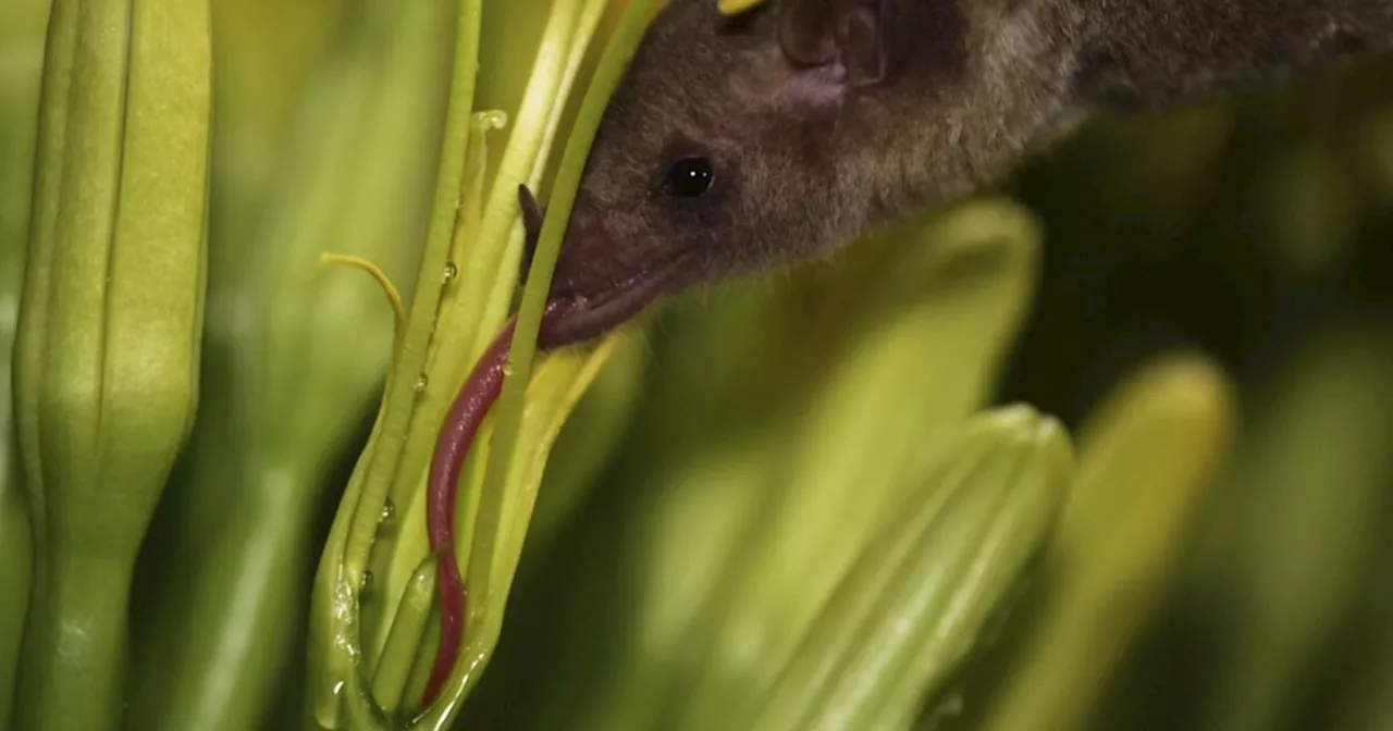 Scientists Detect Endangered Mexican Long-Nosed Bats Using Saliva Samples