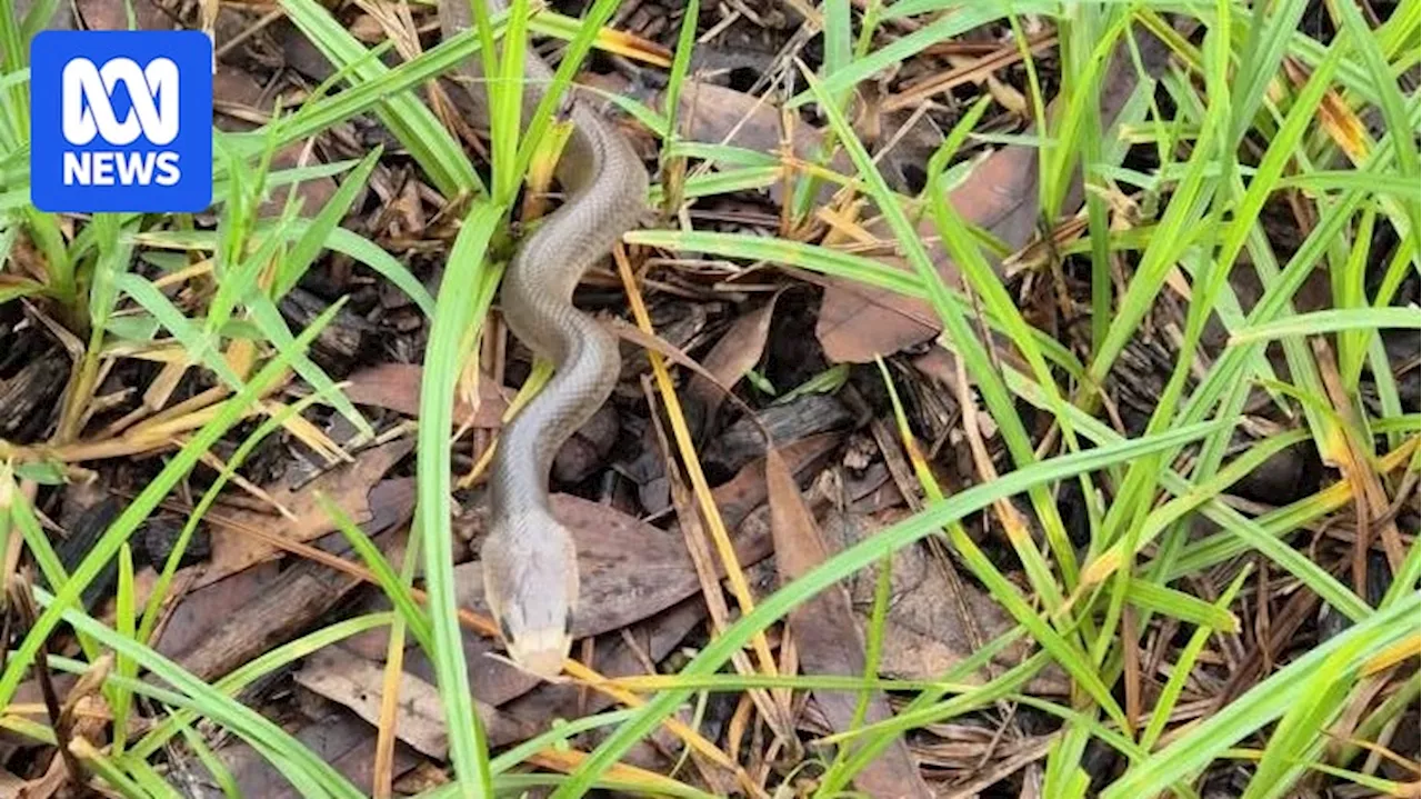 North Queensland Woman in Serious Condition After Coastal Taipan Bite