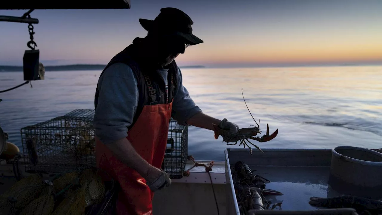 Lobster Fishing Standards Reversed After Industry Backlash