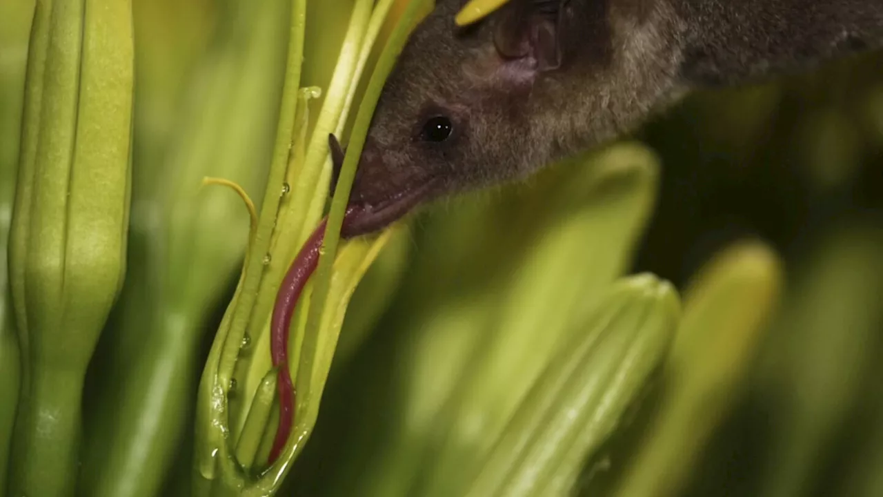 Mexican long-nosed bats are no strangers to southeastern Arizona. The proof is in the saliva