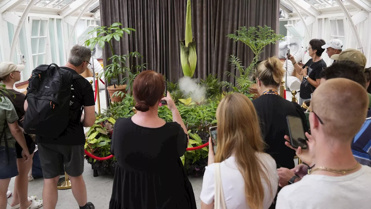 Rare Corpse Flower Blooms in Canberra, Australia