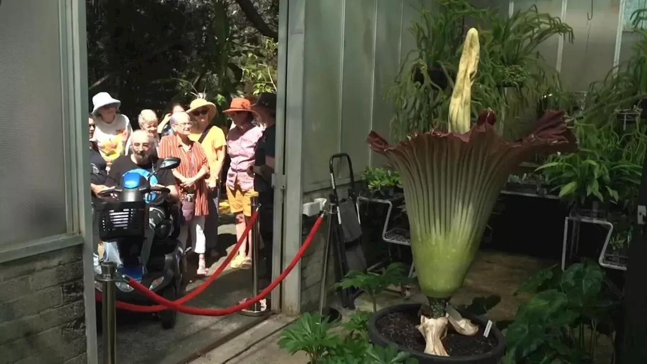 Visitors flock to third blooming of rare stinky corpse flower